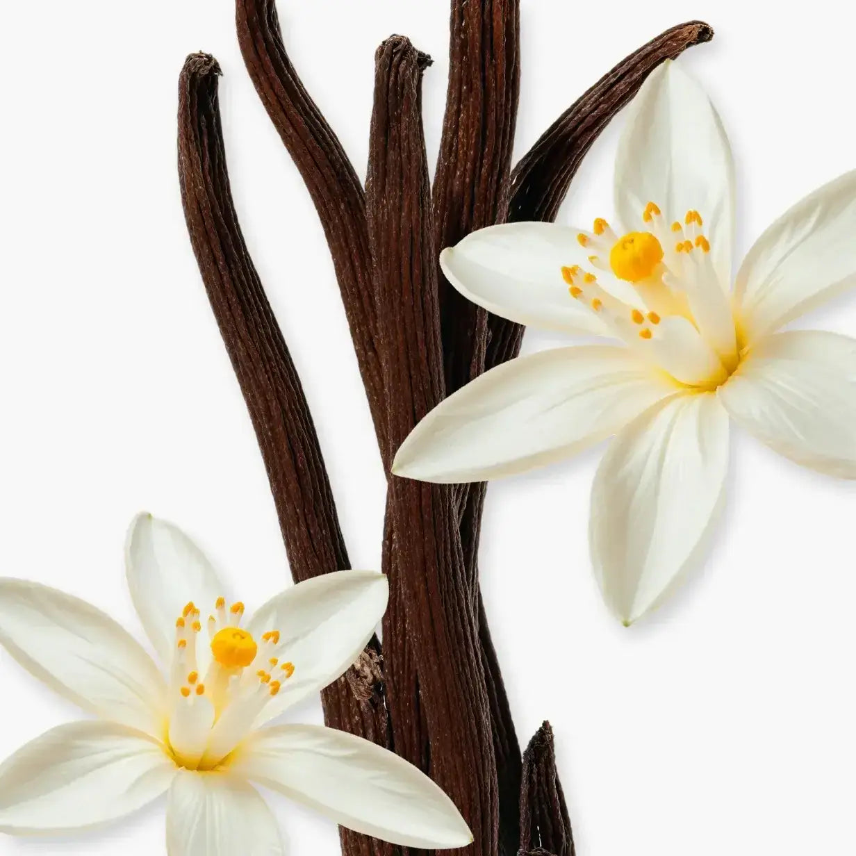 Fleurs de vanille et gousses de vanille, symbolisant l'élégance du parfum ALTHAIR.