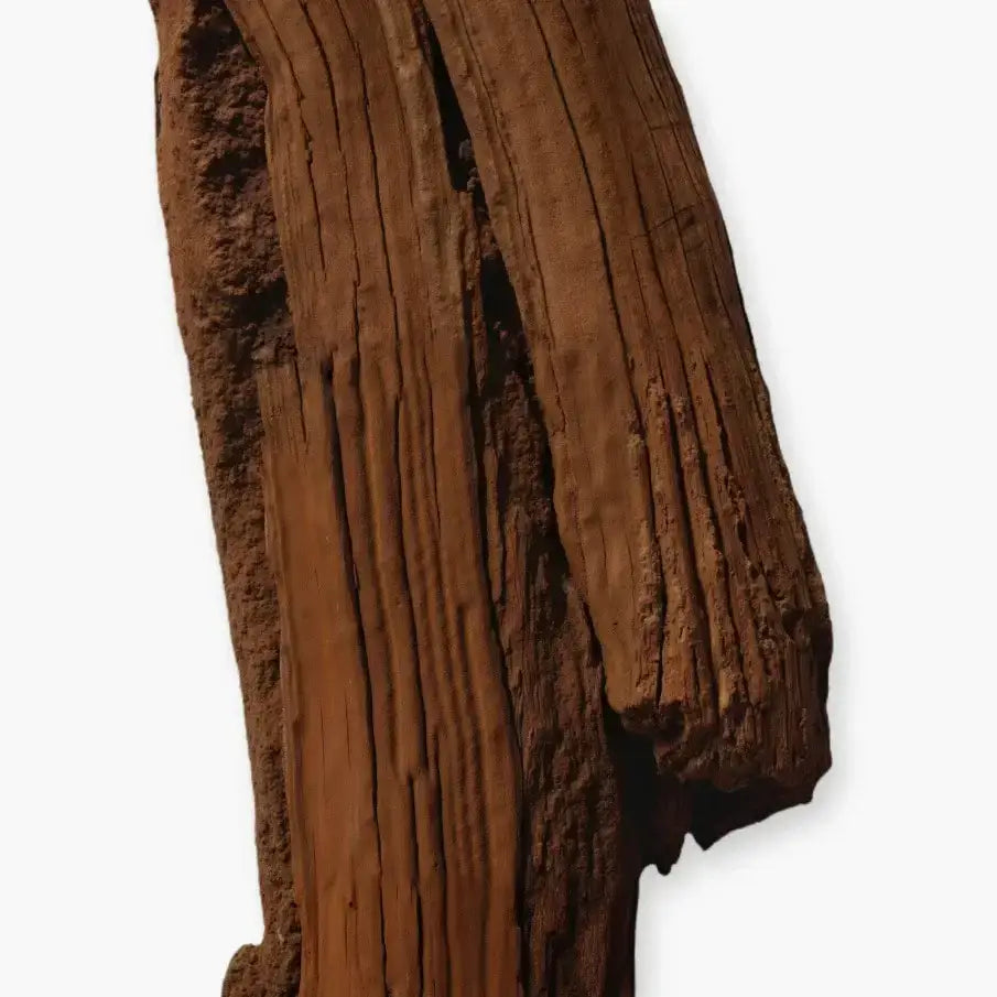 Un morceau de bois précieux représentant l'essence du parfum boisé aromatique Haltane.