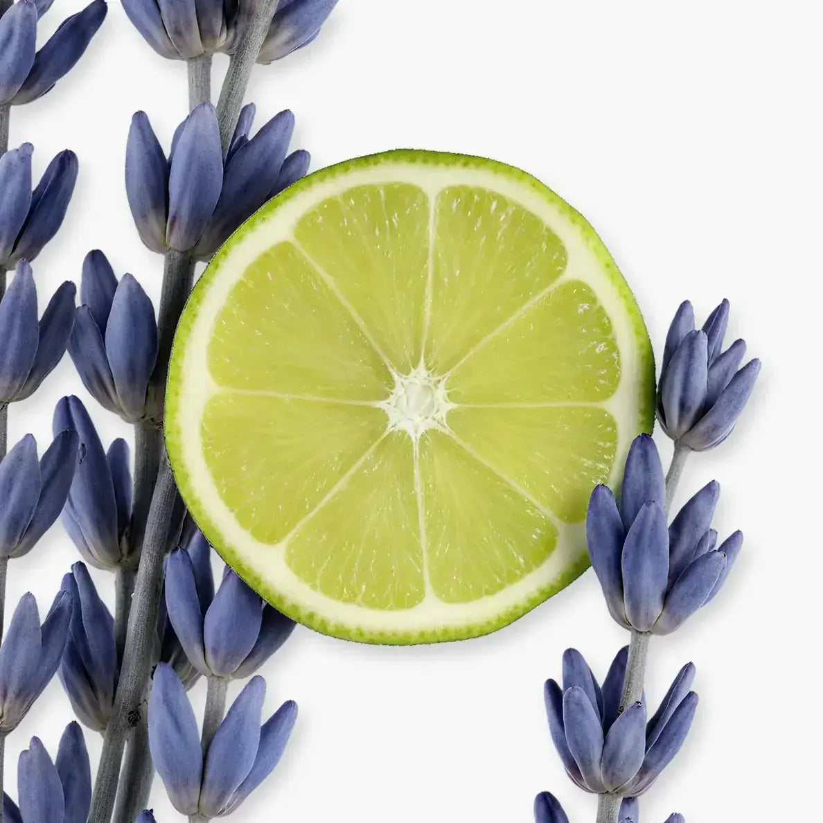 Tranches de citron vert entourées de fleurs de lavande, évoquant la fraîcheur du parfum PERCIVAL de Parfums de Marly.