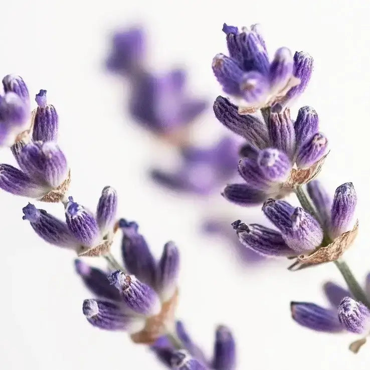 Fleurs de lavande en gros plan, représentant une note essentielle du parfum PERCIVAL.